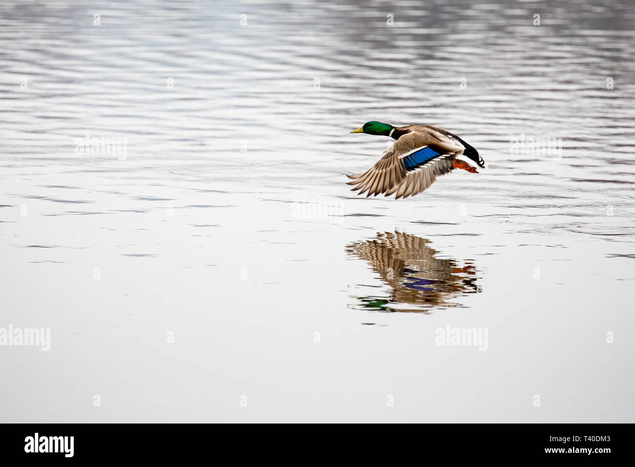 Il germano reale (Anas platyrbynchos) maschio sorvolando un lago durante la panatura stagione Foto Stock
