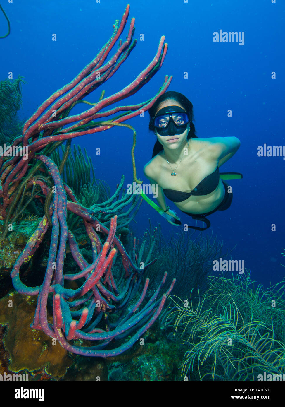 Iru Balic free diving los roques venezuela Foto Stock