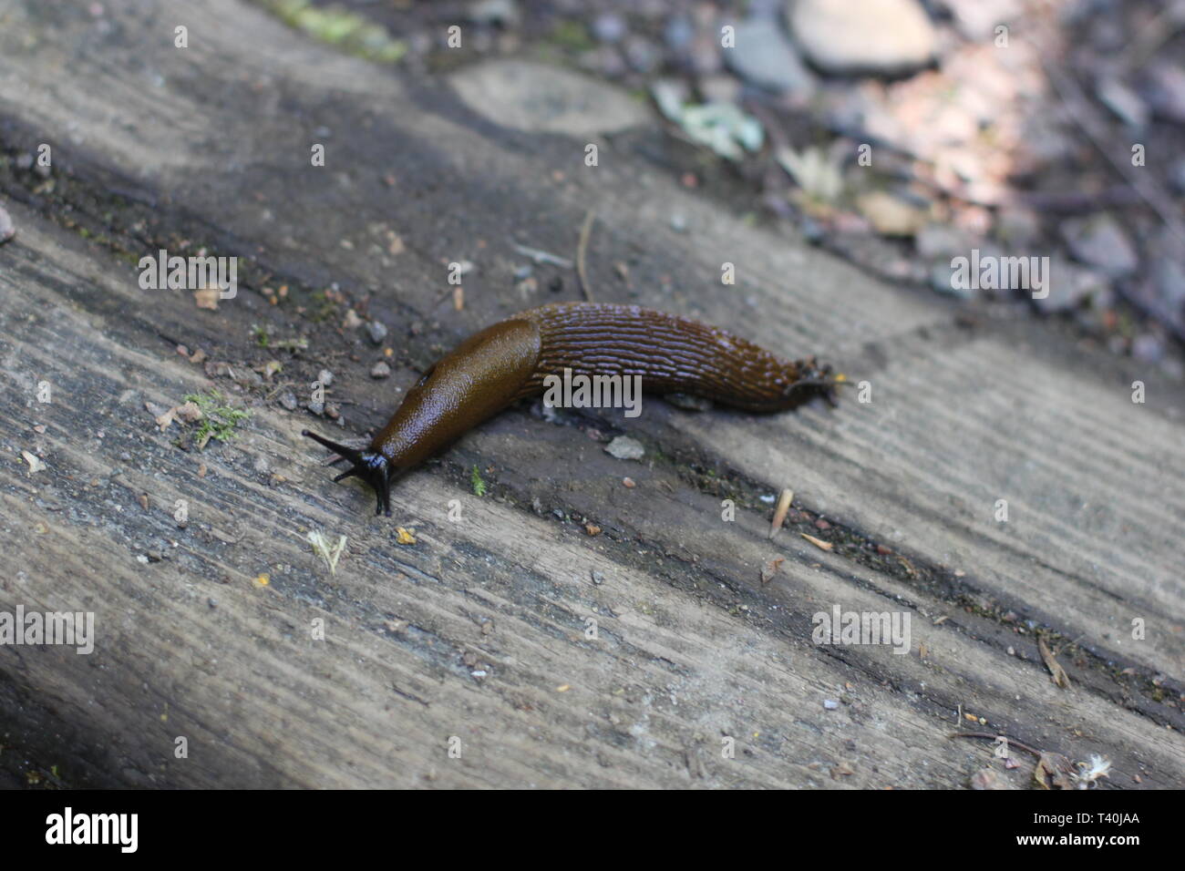 Interlinea spagnola Foto Stock