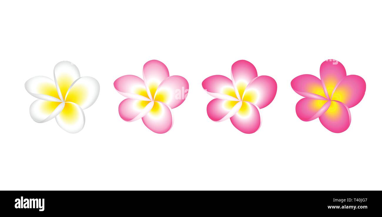 Plumeria fiore di frangipani bianco con fiori di colore rosa e impostare isolati su sfondo bianco illustrazione vettoriale EPS10 Illustrazione Vettoriale