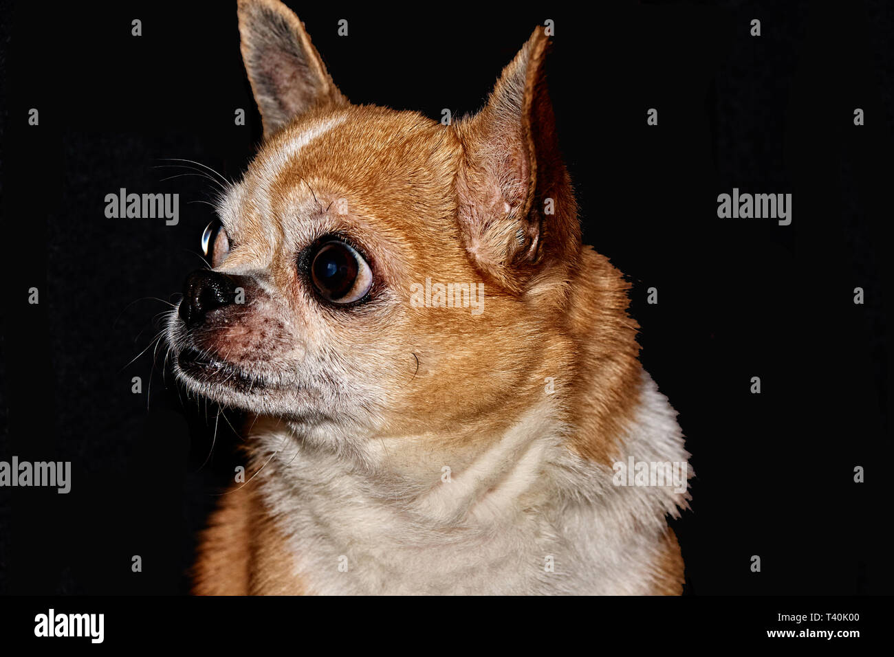 Profilo del cane su uno sfondo nero. Un cane di razza Chihuahua. Liscia con capelli, rosso. Egli guarda a sinistra. È possibile vedere la testa, le orecchie, gli occhi Foto Stock