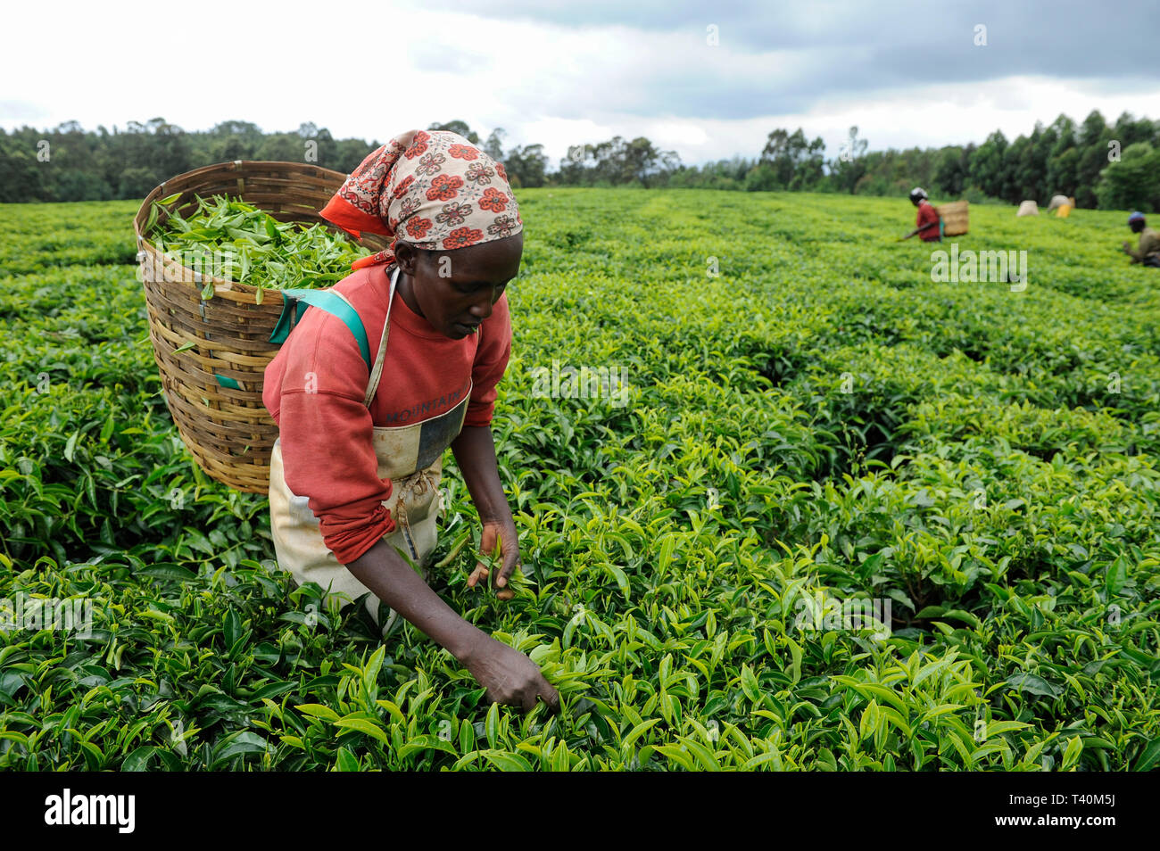 KENYA Limuru, Tigoni, tè raccolto, donne pluck di foglie di tè verde in tea garden, due foglie e un bocciolo / KENIA, Tee Ernte, Frauen pfluecken die Teeblaet Foto Stock