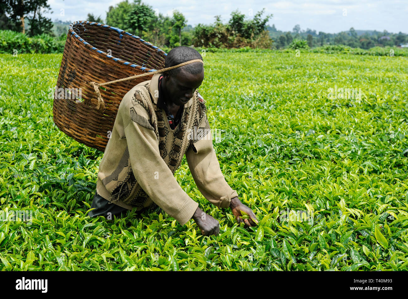 KENYA, Muranga, villaggio Ndiriti, lavoratore raccolto le foglie di tè Foto Stock