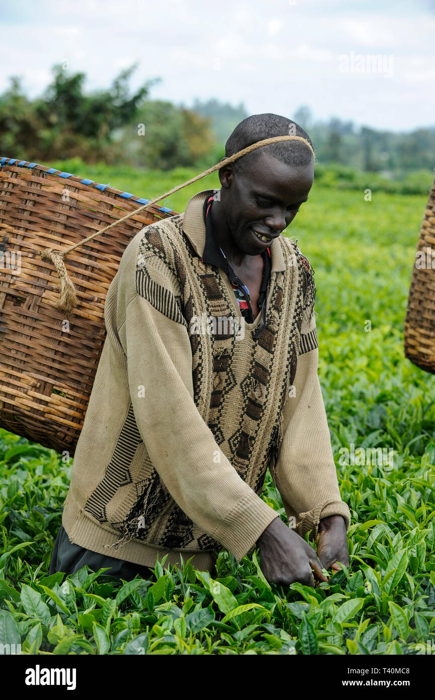 KENYA, Muranga, villaggio Ndiriti, lavoratore raccolto le foglie di tè Foto Stock