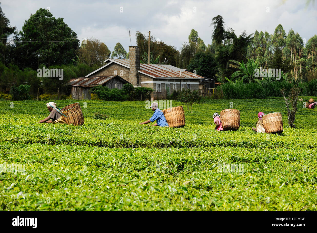 KENYA, Muranga, villaggio Ndiriti, lavoratore raccolto le foglie di tè Foto Stock