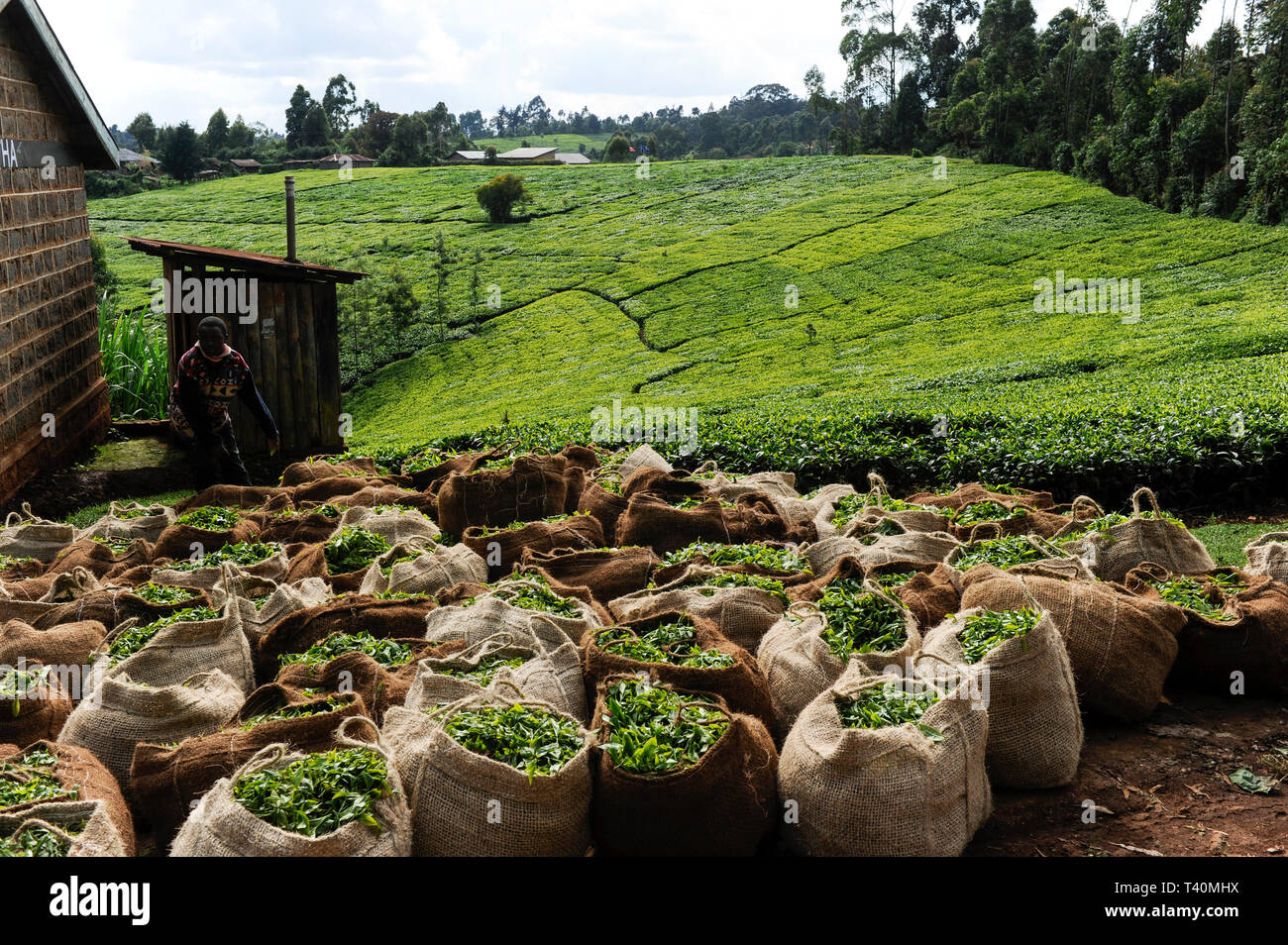 KENYA, Muranga, villaggio Ndiriti, lavoratore raccolto le foglie di tè, punto di raccolta, sacchi di iuta, plastica-free Foto Stock