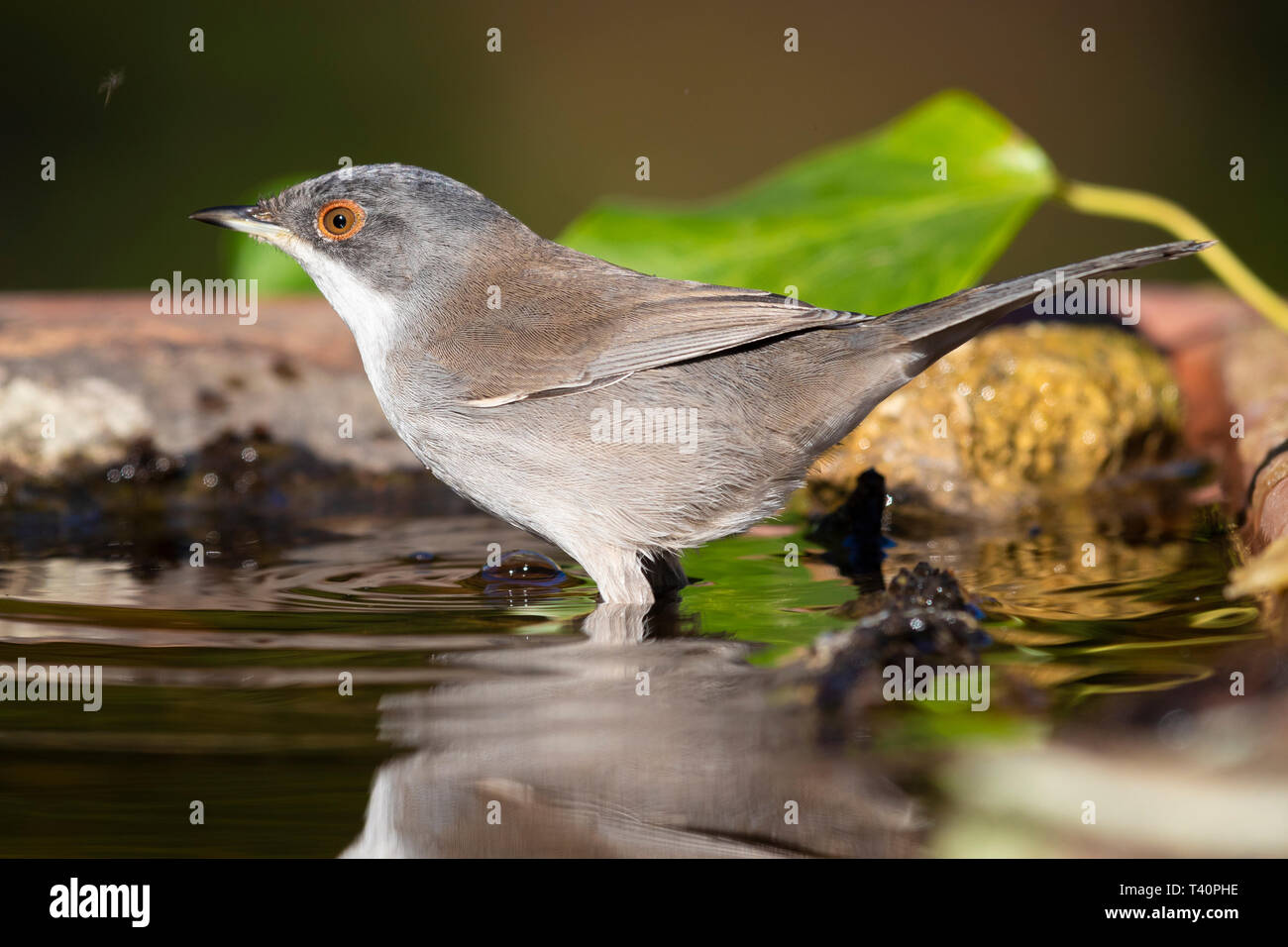 Trillo sardo (Sylvia melanocephala), la vista laterale di una femmina adulta in piedi in un pool Foto Stock