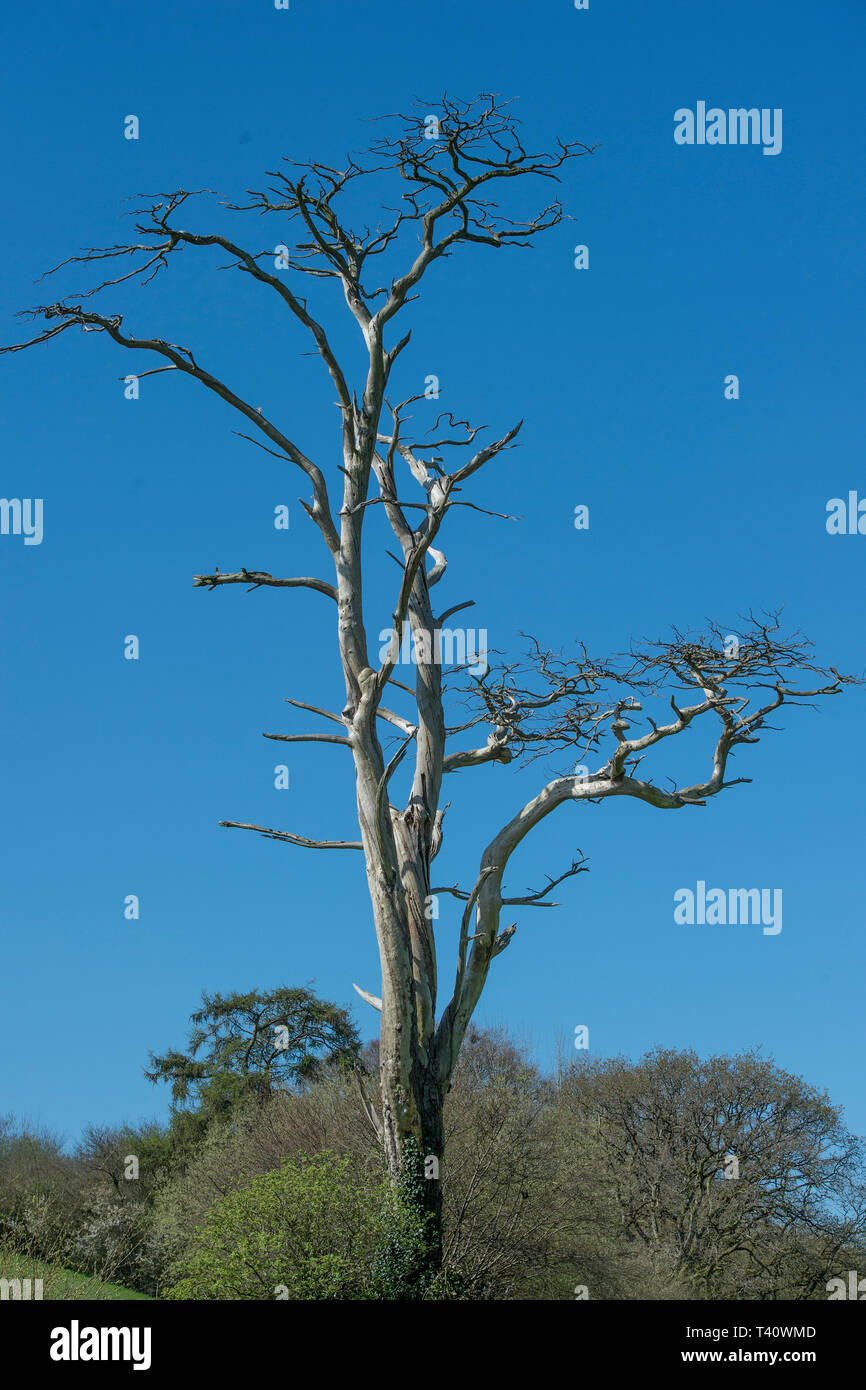 albero morto Foto Stock