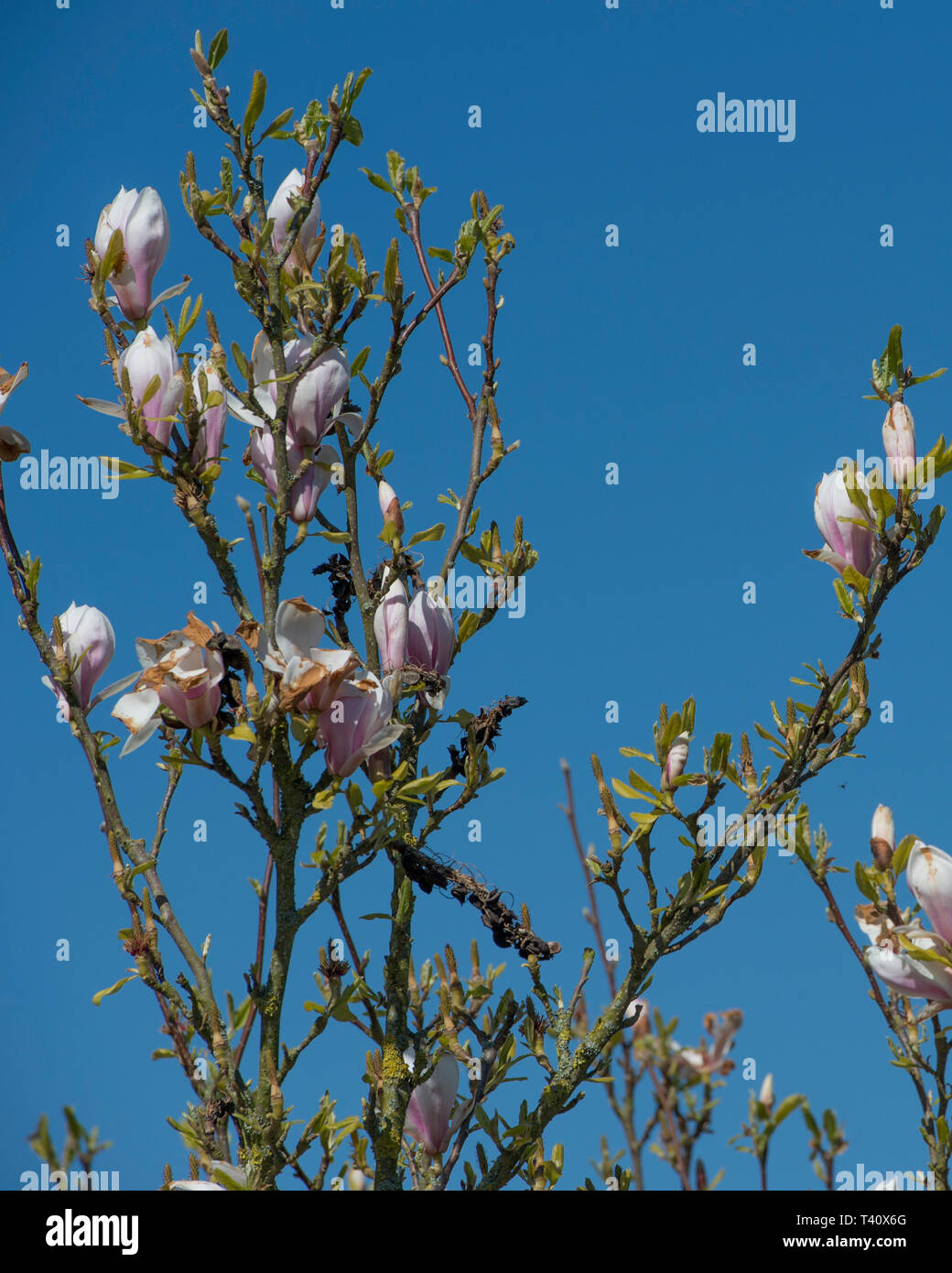 Albero di magnolia germogliare con cielo blu Foto Stock
