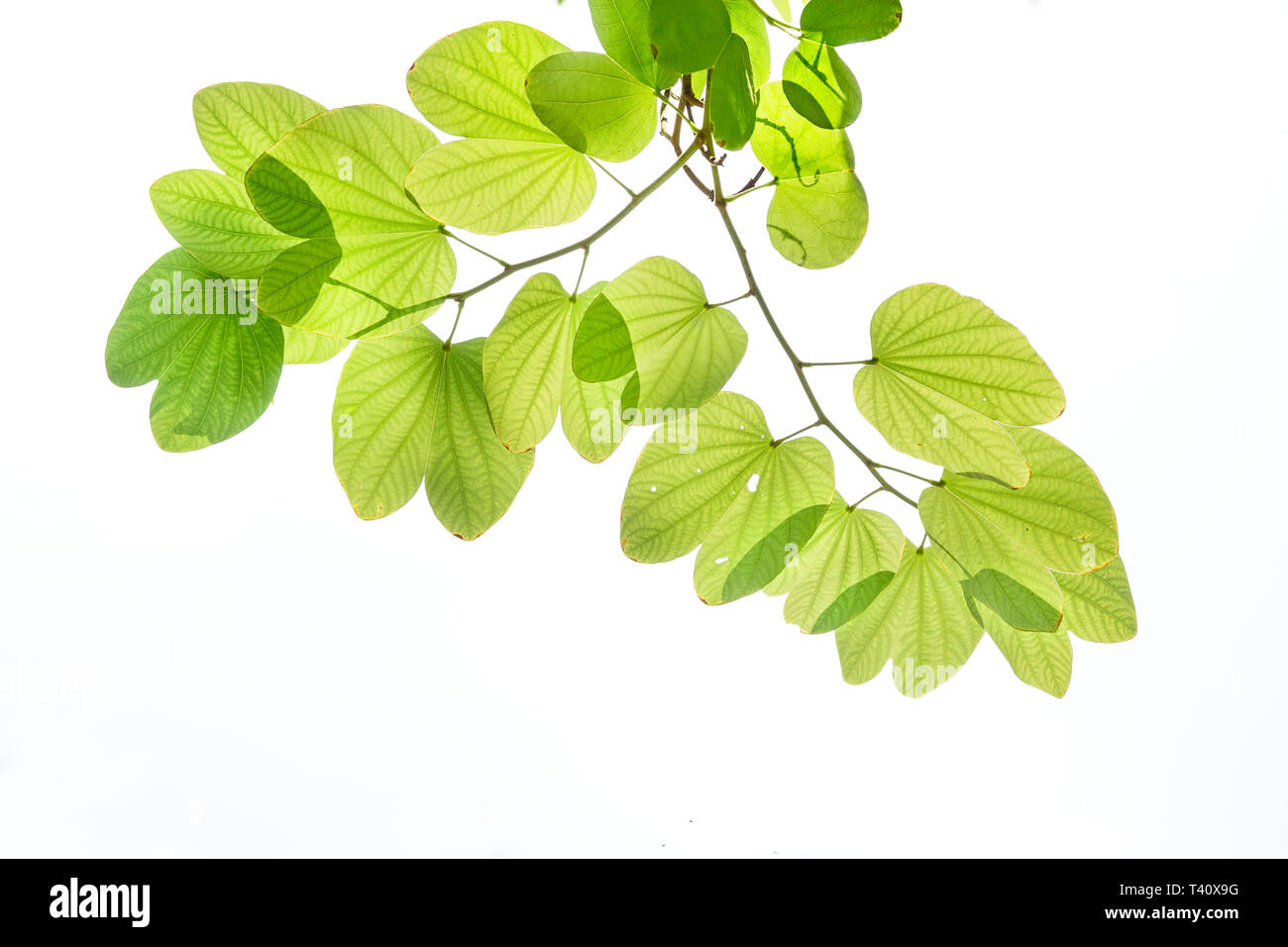 Il verde delle foglie di Viola Bauhinia Orchid tree sotto la luce del sole, anche noto come Hong kong Orchid o struttura a farfalla, pianta tropicale nel sud-est asiatico, isolat Foto Stock