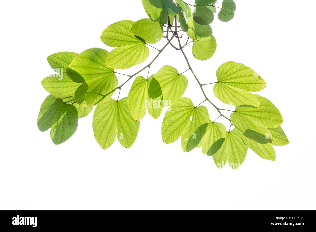 Il verde delle foglie di Viola Bauhinia Orchid tree sotto la luce del sole, anche noto come Hong kong Orchid o struttura a farfalla, pianta tropicale nel sud-est asiatico, isolat Foto Stock
