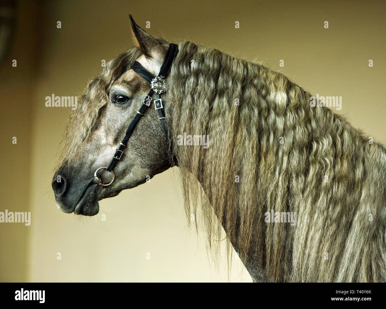 Colline punteggiano il grigio-cavalli andalusi ritratto con lunga criniera di capelli Foto Stock