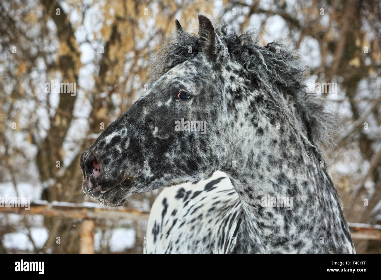 Ricci Zabaykalskaya rara razza di cavalli Foto Stock