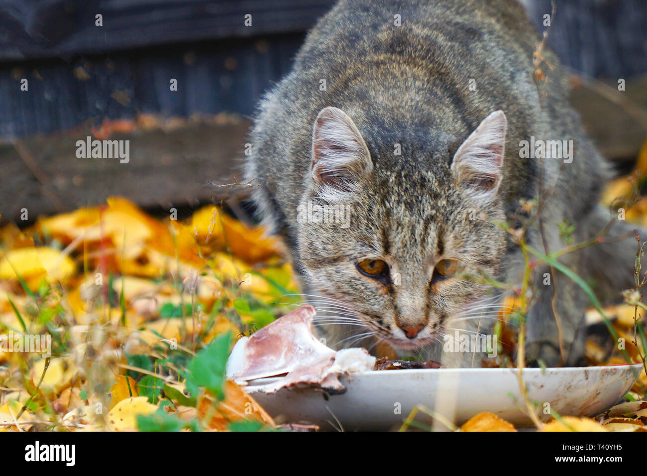 Gatto a mangiare il suo cibo sullo sfondo di foglie di autunno Foto Stock