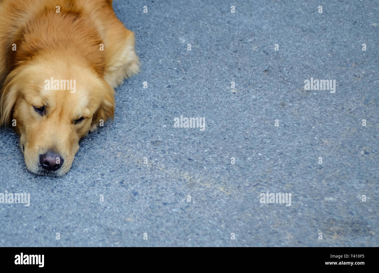 Lazy Dog sdraiato sulla strada. Foto Stock