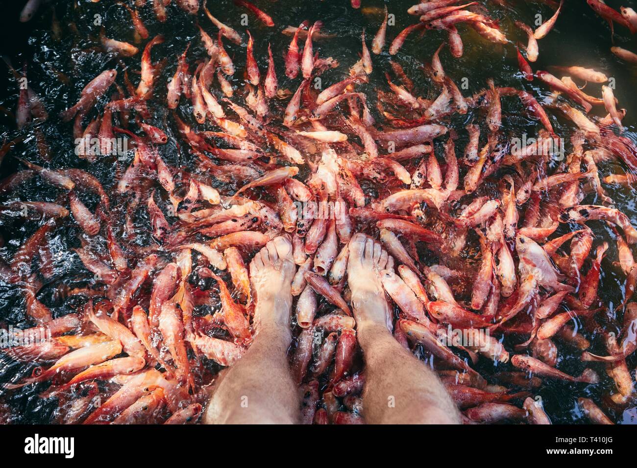 Giovane uomo avente naturale di pesci della terapia spa e massaggio del piede nel lago, Sri Lanka. Foto Stock