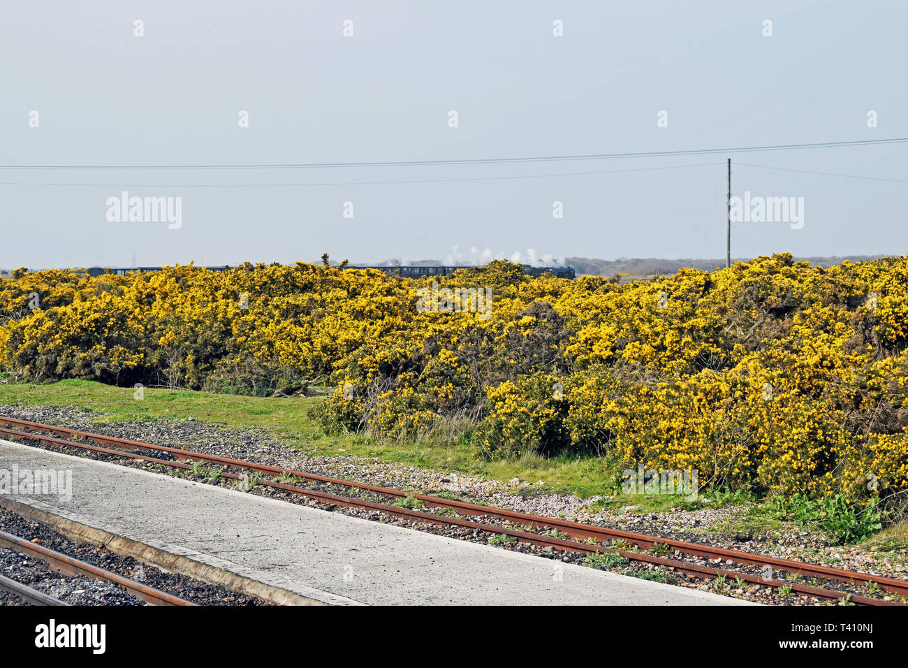 Vista del paesaggio della miniatura locomotiva a vapore che sparisce dietro i fiori gialli in Dungeness Kent England Foto Stock