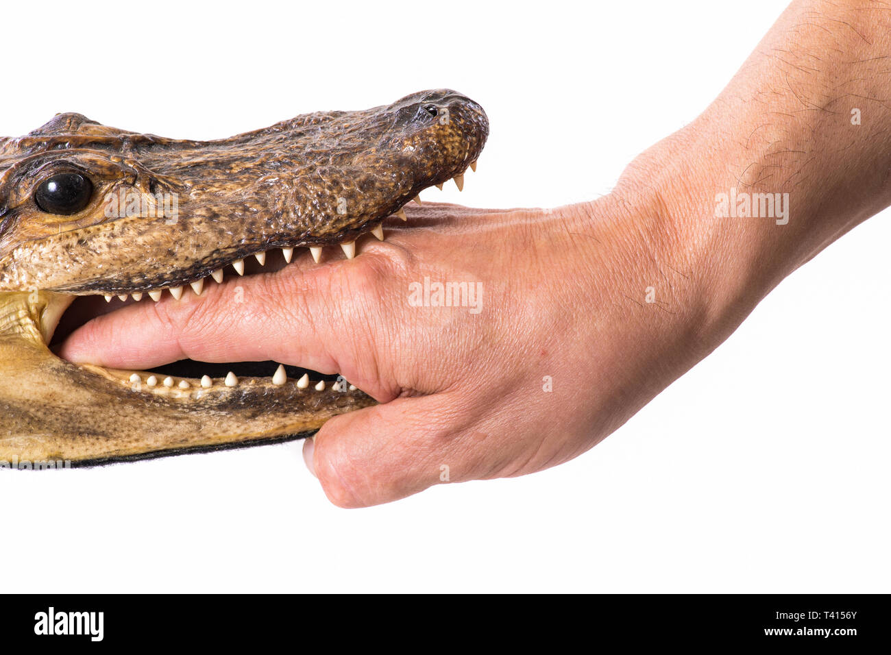 Mano nella bocca di un piccolo coccodrillo isolati - Foto Stock