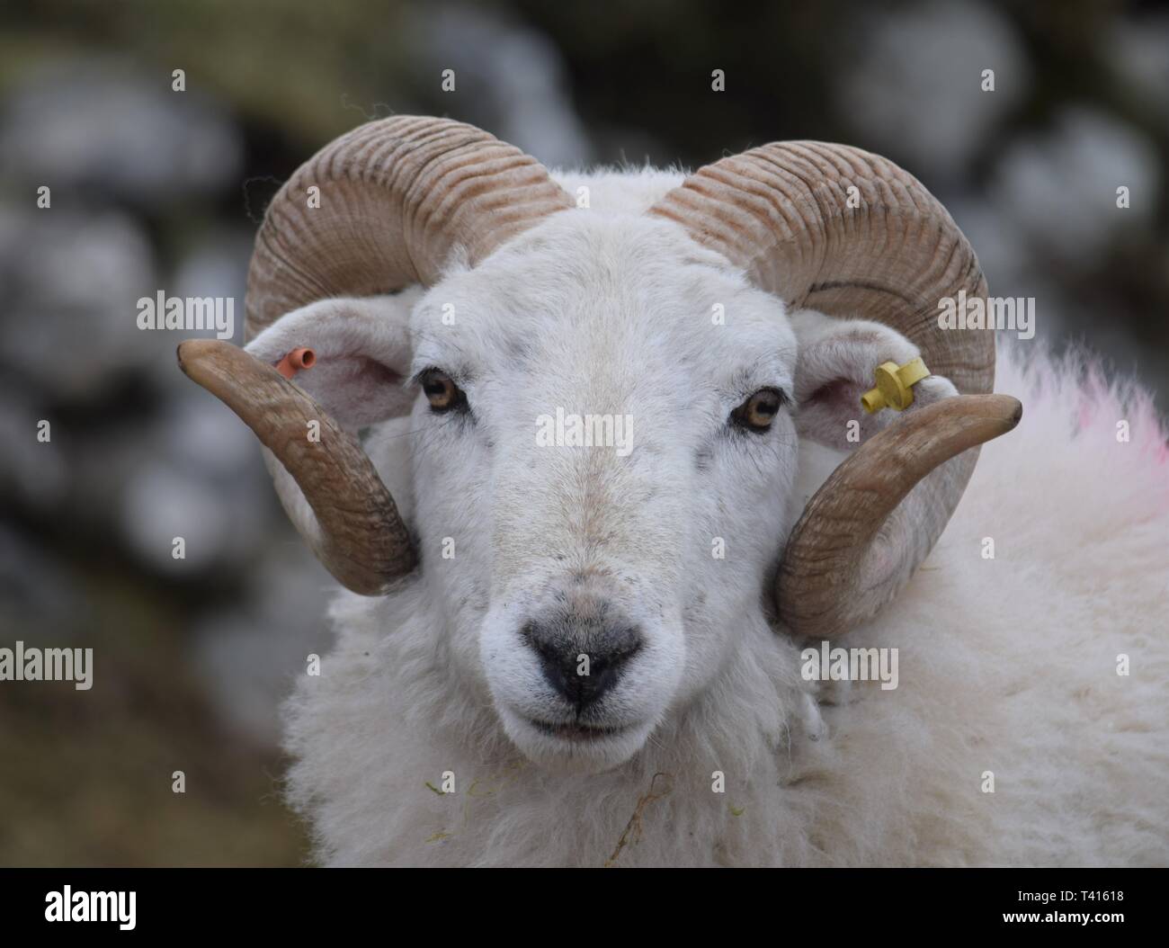 Curly cornuto pecore, Isle of Harris, Scozia Foto Stock