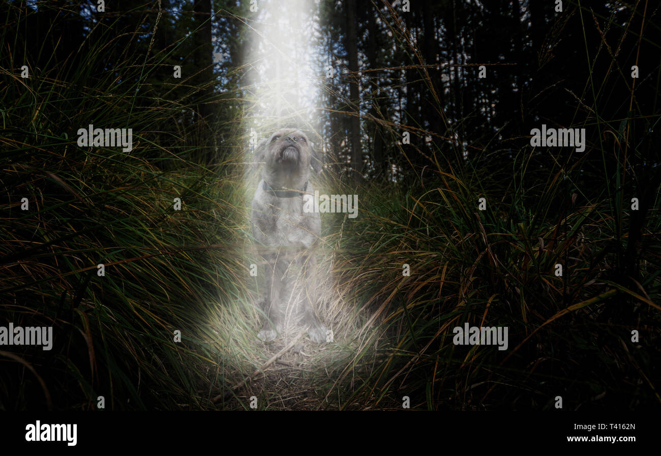 Spotlight di sopra su un cane. Foto Stock