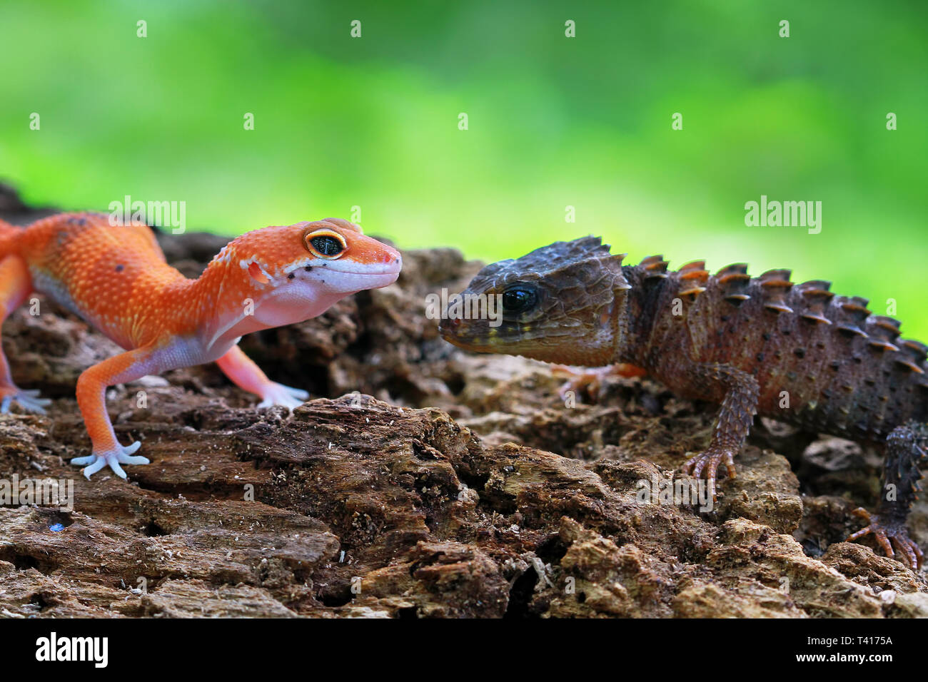 Il geco e un coccodrillo skink guardando ogni altro, Indonesia Foto Stock