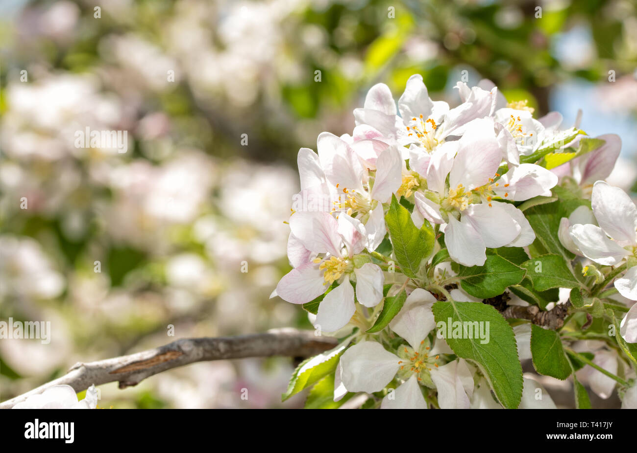Grappolo di fiori di apple nella luce del sole di primavera Foto Stock