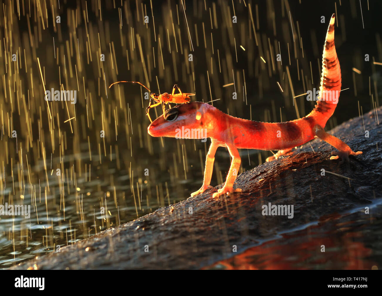 Gli insetti su un geco la testa sotto la pioggia, Indonesia Foto Stock