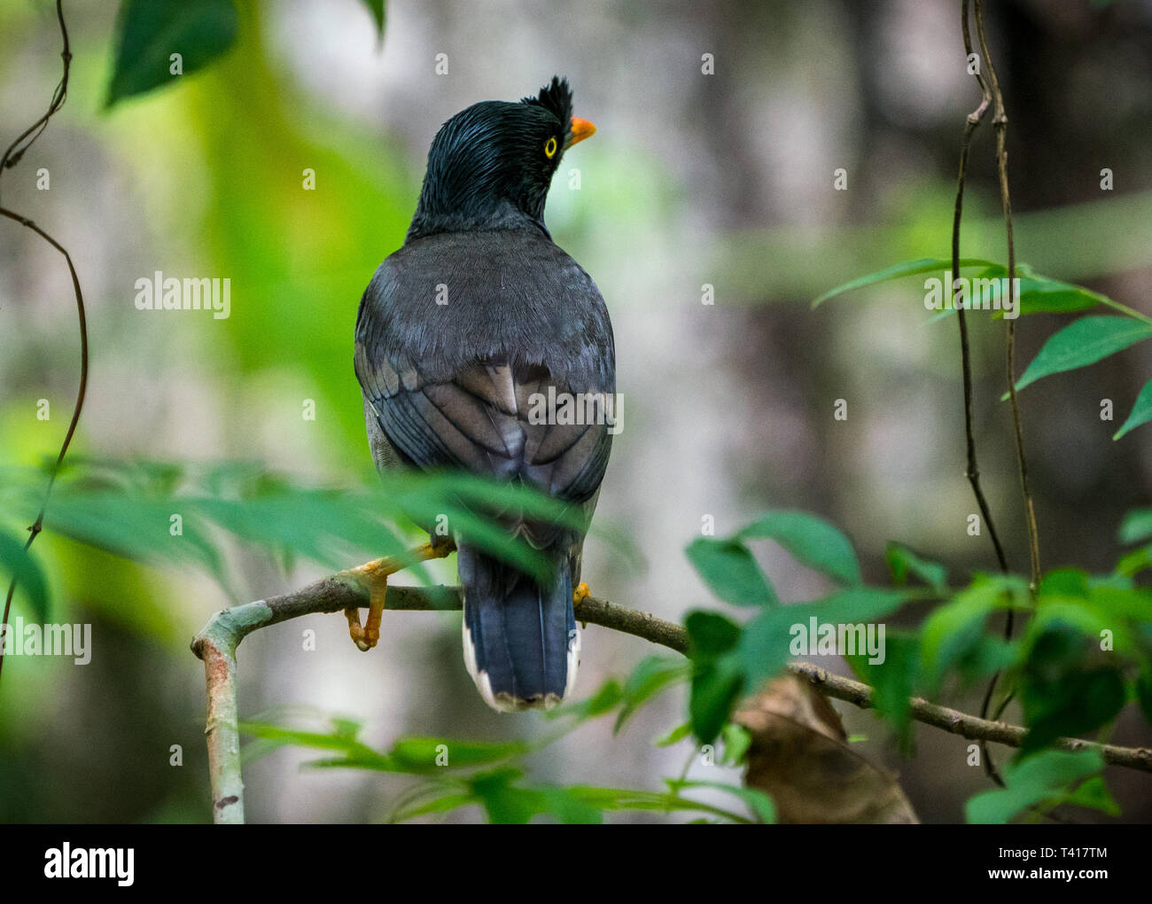 Jungle myna bird. catturati allo stato selvatico Acridotheres fuscus. Birdwatching Foto Stock