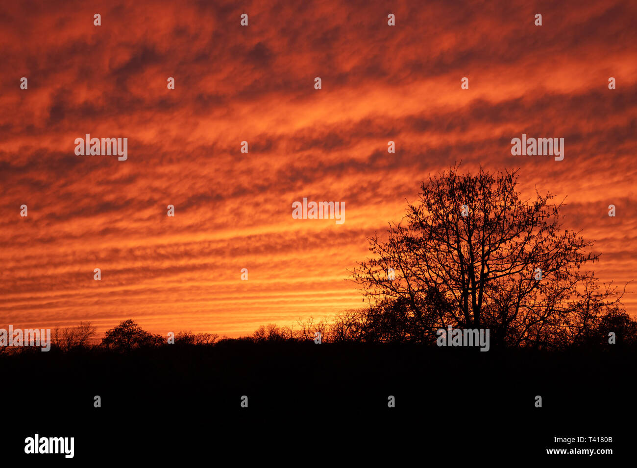 Cielo sgombro al tramonto; colorate vivacemente ondulata di nuvole stagliano da alberi Foto Stock