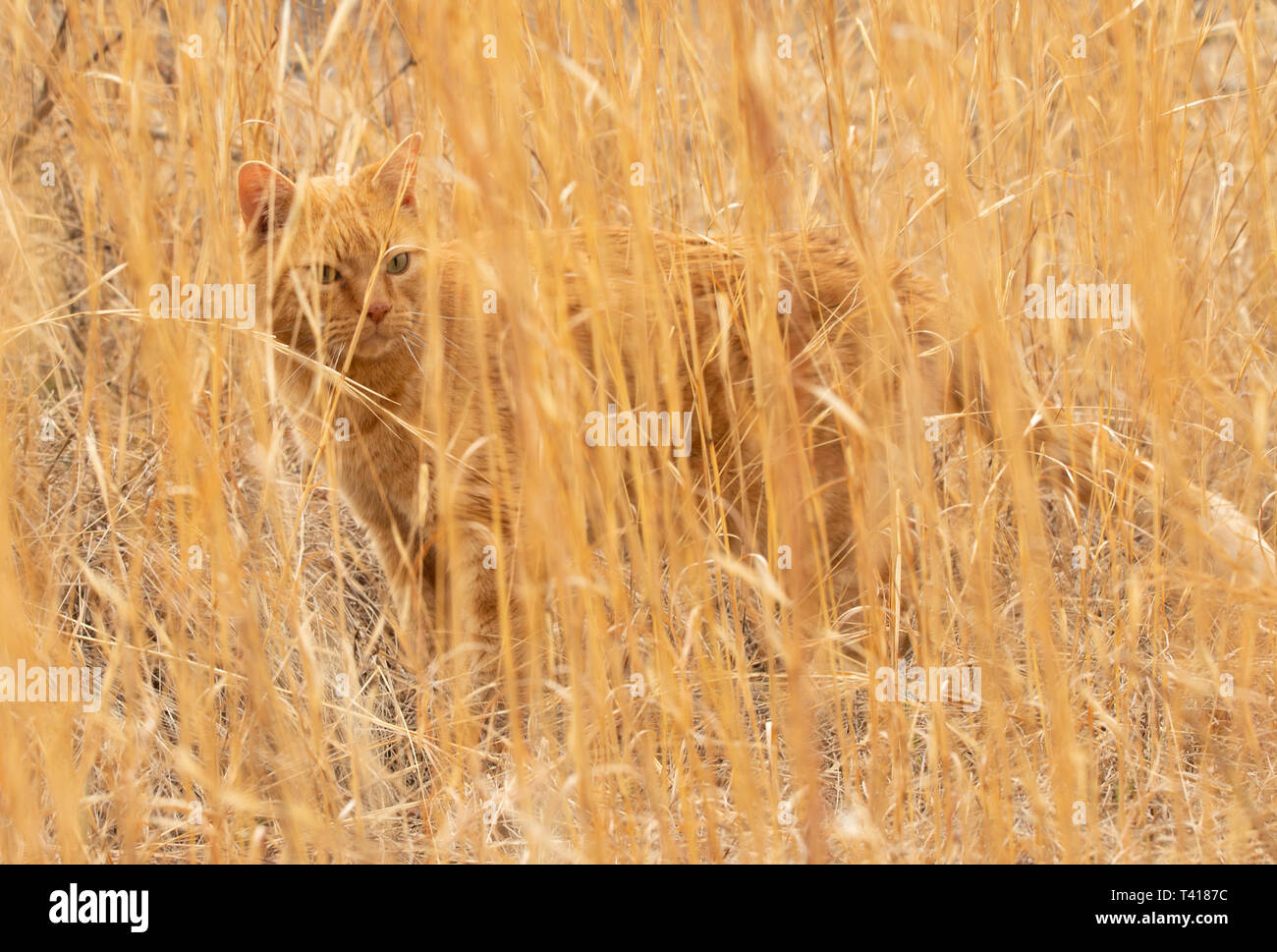 Lo zenzero tabby cat perfettamente mimetizzati in un campo di tall Secco Prairie erba molto presto la molla Foto Stock