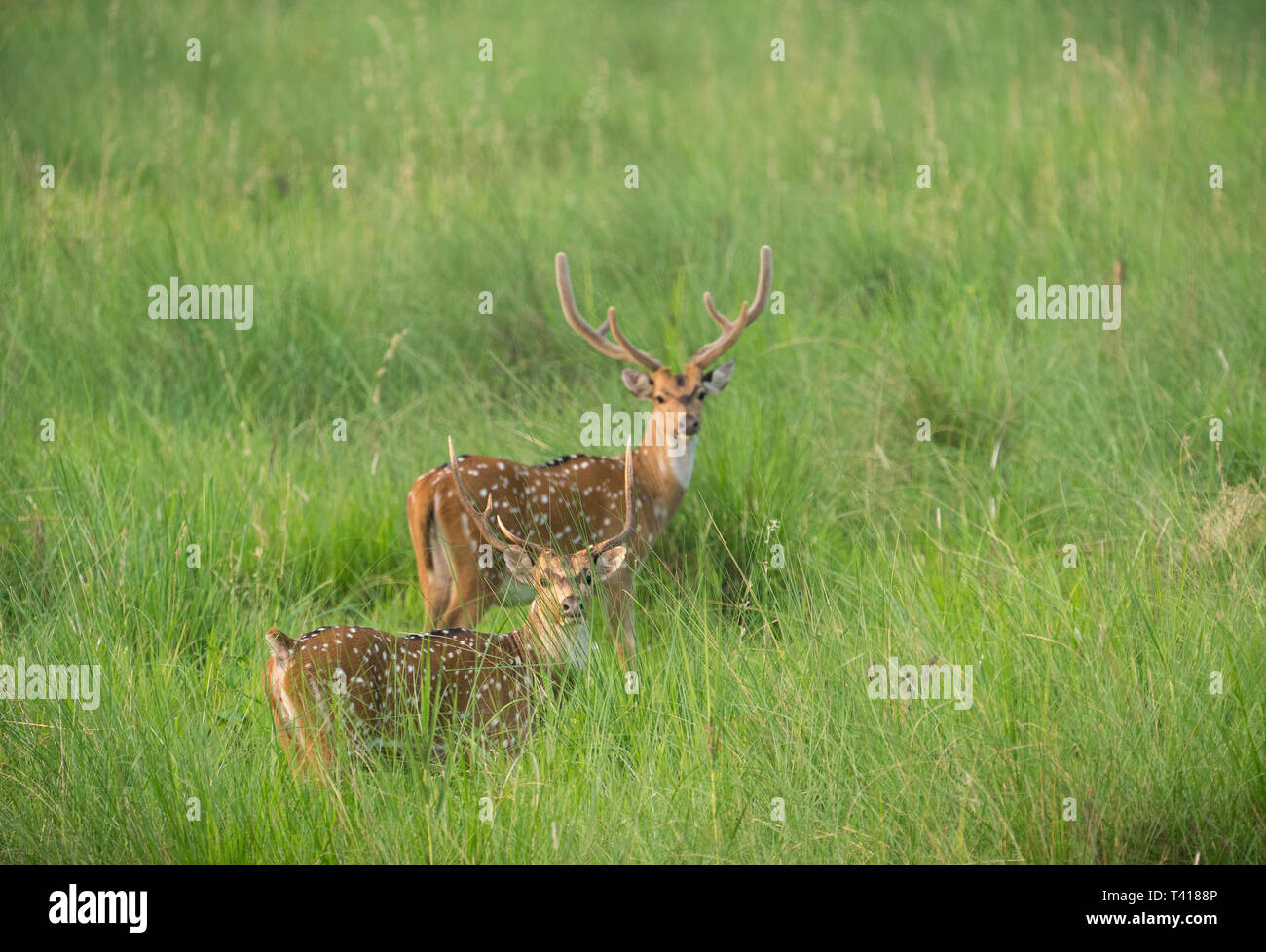 Sika macchiato o allevamento di cervi in erba elefante. La fauna selvatica e la foto di animali. Giapponese deer Cervus nippon Foto Stock