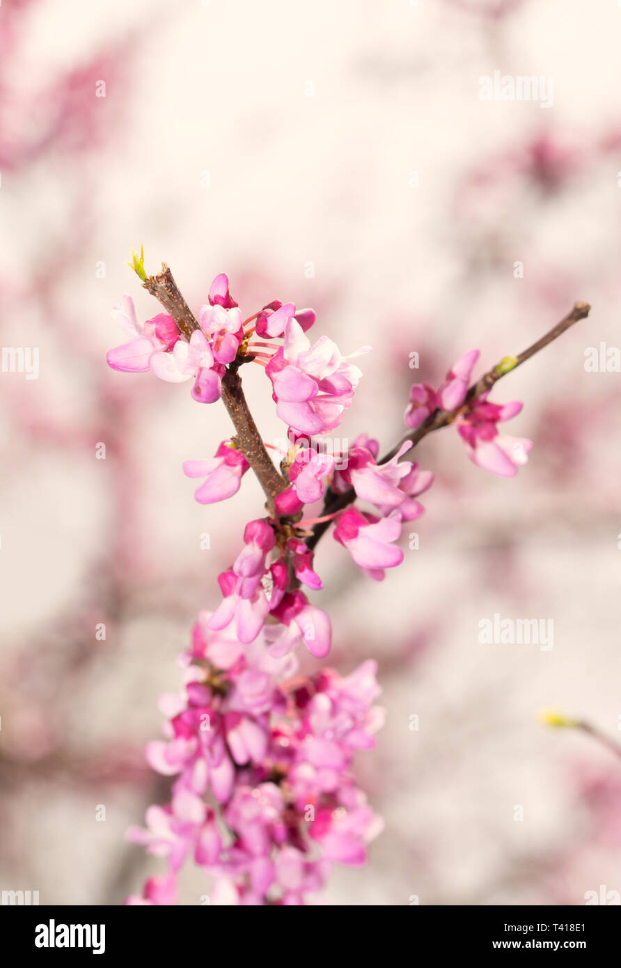 Primavera sole che splende sul dolce orientale rosa Redbud tree fiori Foto Stock