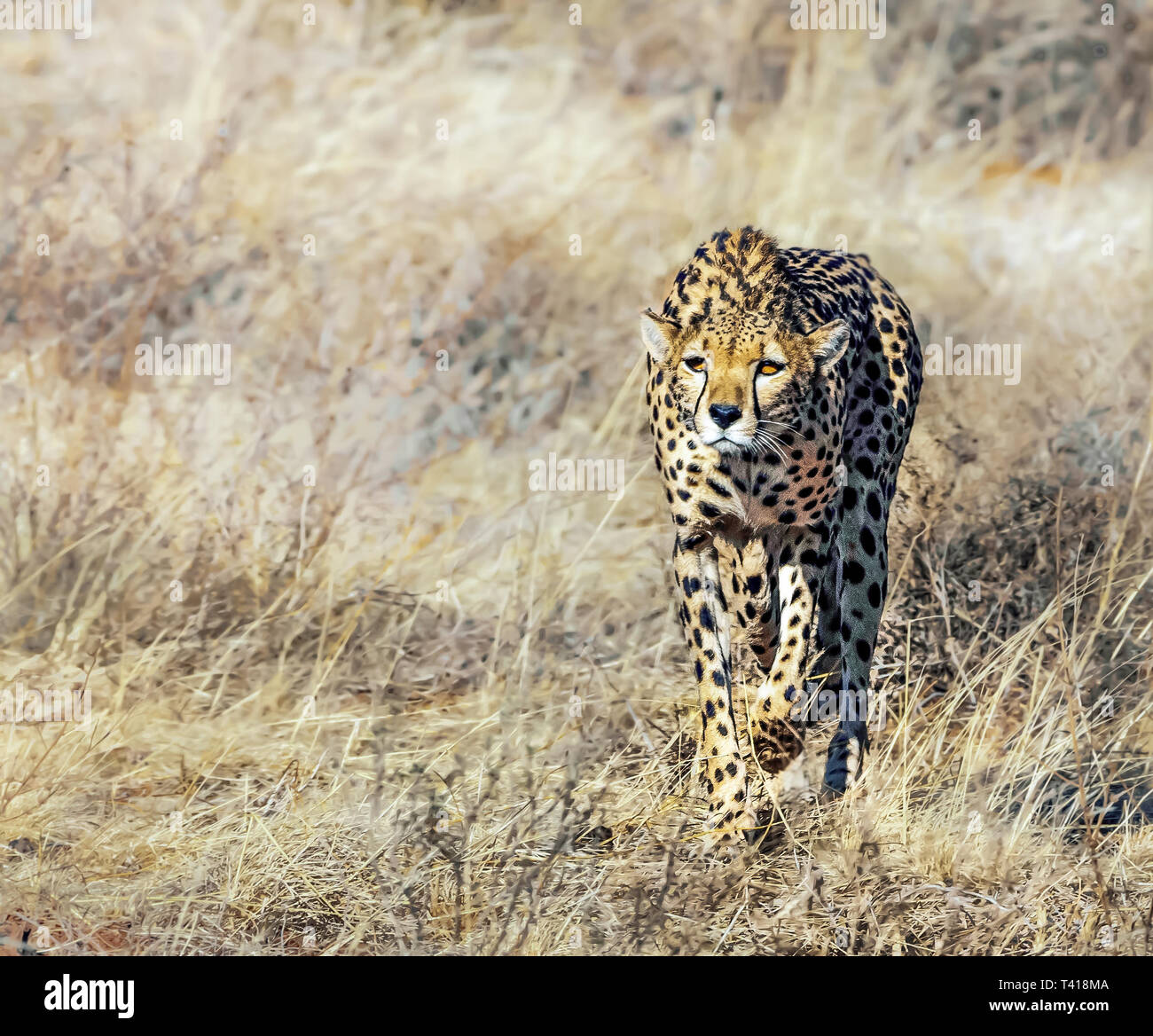 Cheetah stalking la sua preda, Kenya Foto Stock