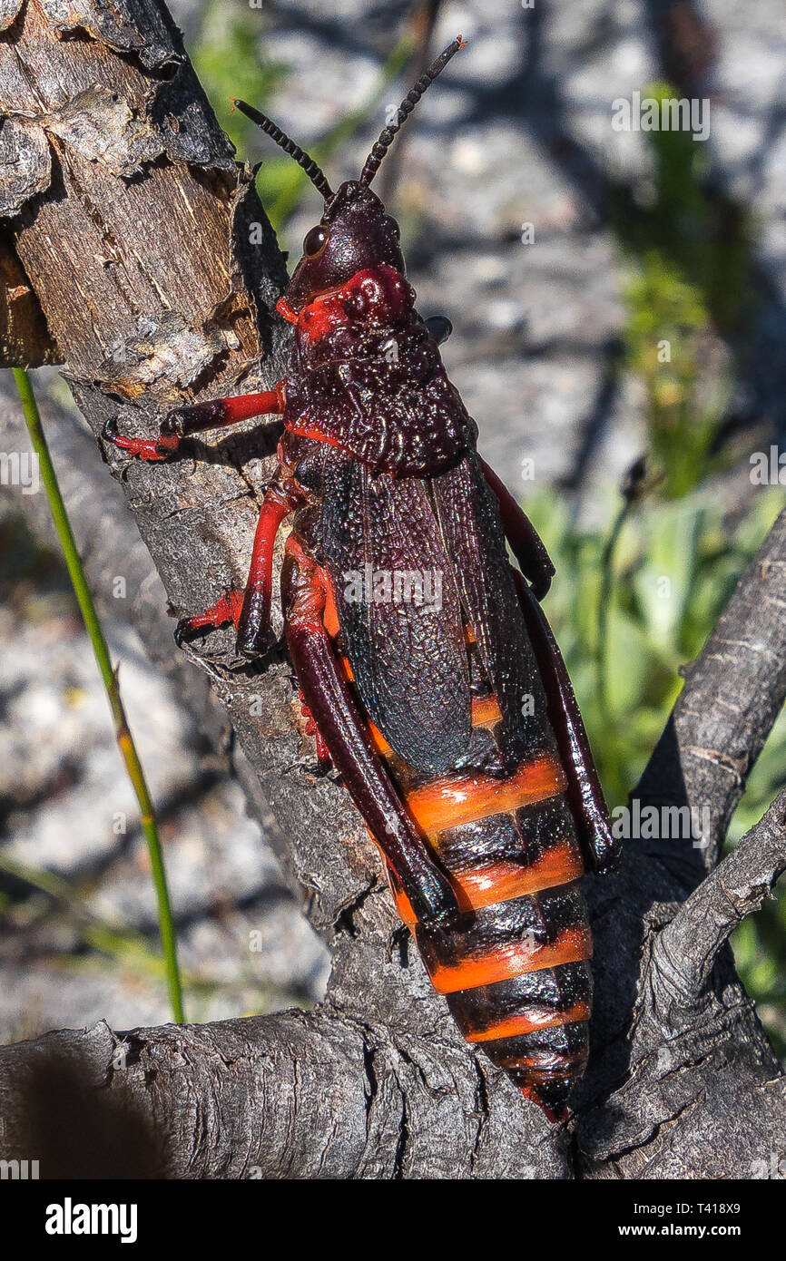 Schiuma Koppie Grasshopper (Dictyophorus spumans), Table Mountain National Park, Western Cape, Sud Africa Foto Stock