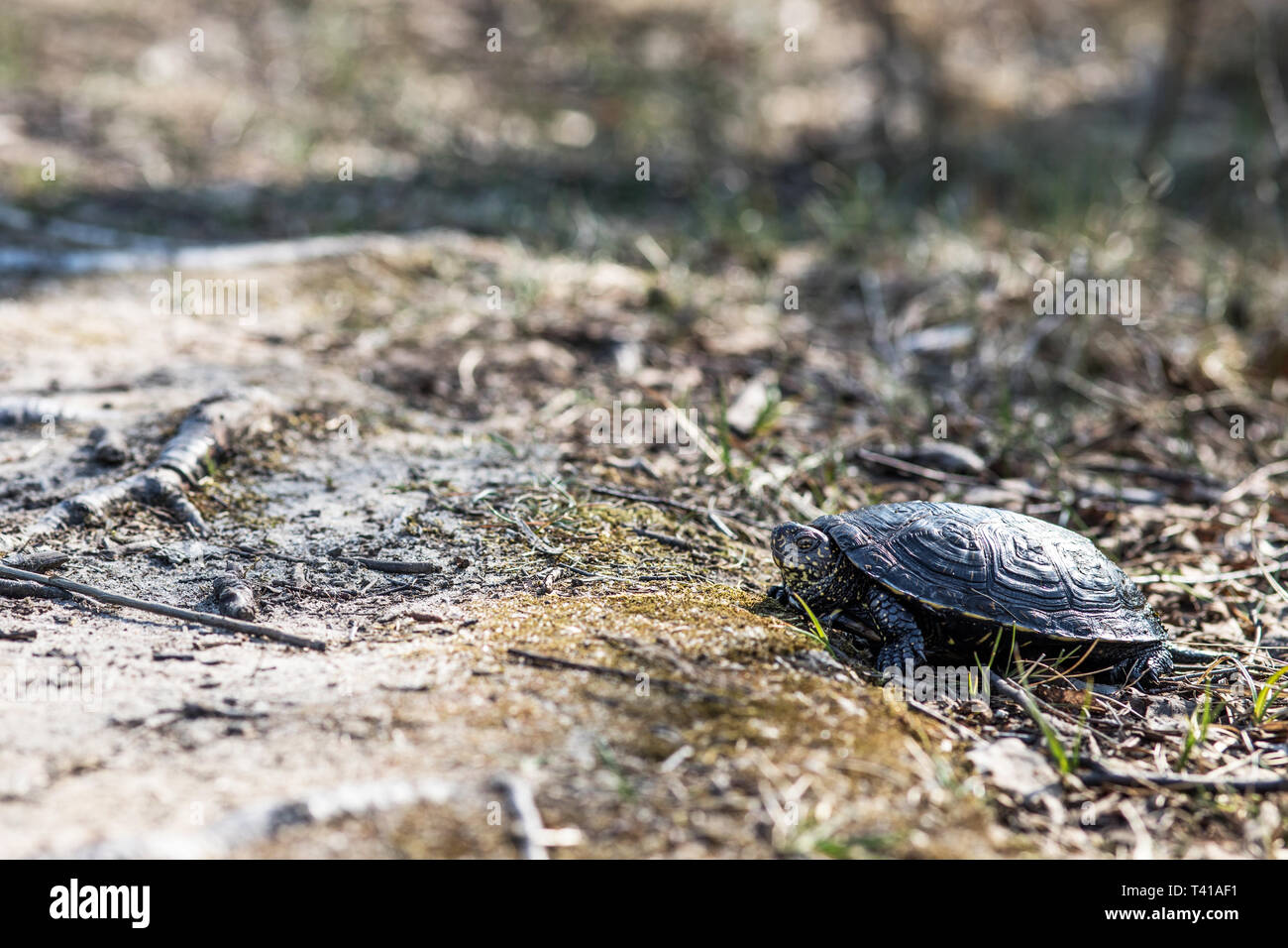 Testuggine palustre, Emys orbicularis Foto Stock