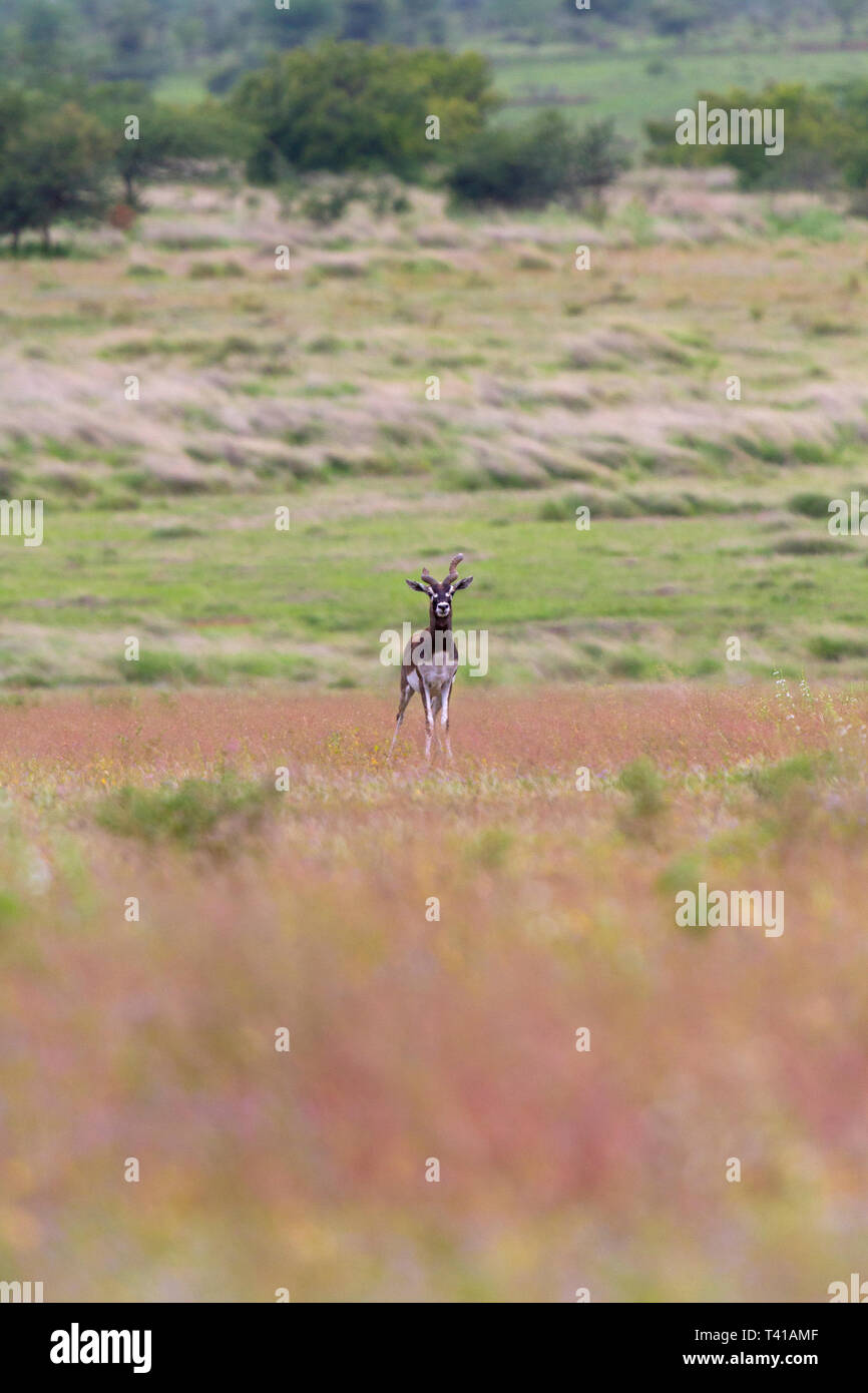 Indian antilope o Indian Blackbuck o Antilope cervicapra in roaming nella prateria a GIB santuario in Solapur India Maharashtra Foto Stock