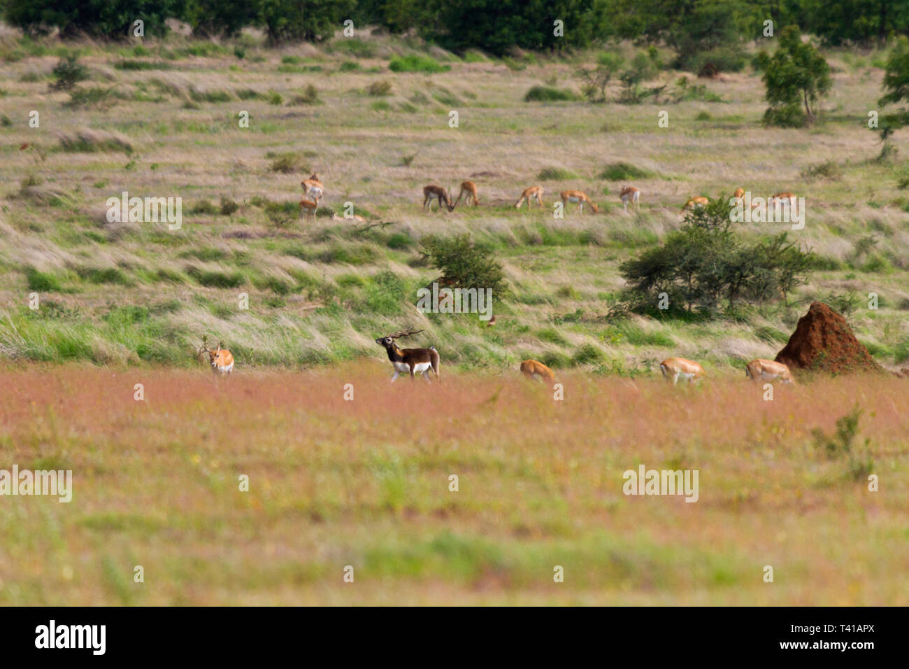 Indian antilope o Indian Blackbuck o Antilope cervicapra in roaming nella prateria a GIB santuario in Solapur India Maharashtra Foto Stock