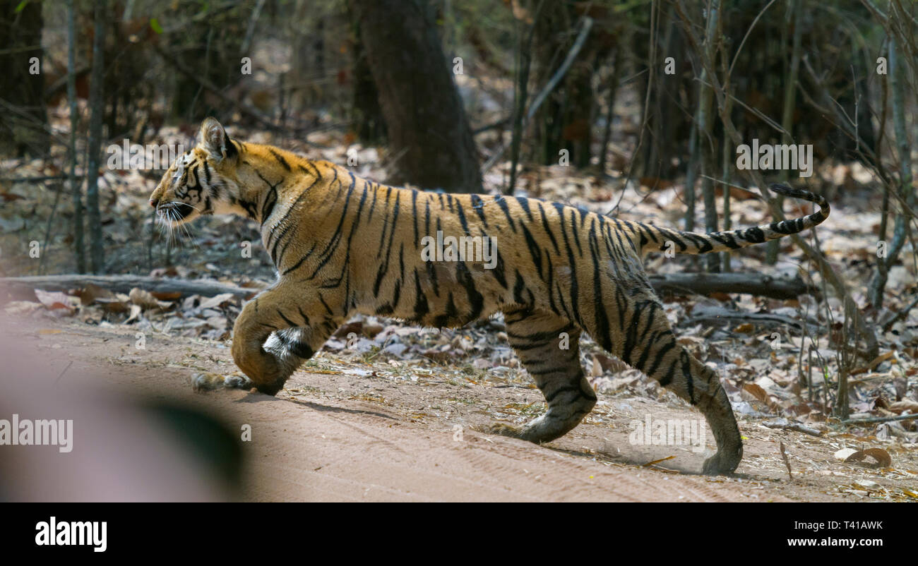 Royal tigre del Bengala o Panthera Tigris o Indian Tiger attraversamento strada a Bandhavgarh Parco Nazionale,Madhyapradesh India. Foto Stock