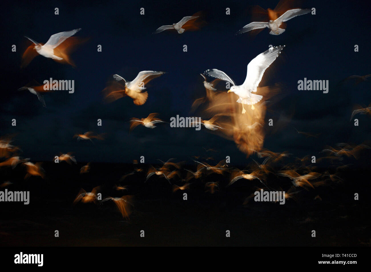 I gabbiani seguire peschereccio in mare irlandese. 4-uomo squadra lavora su 1 delle ultime navi per la pesca a strascico. Fleetwood, nel Lancashire. 24/10/06 Foto Stock