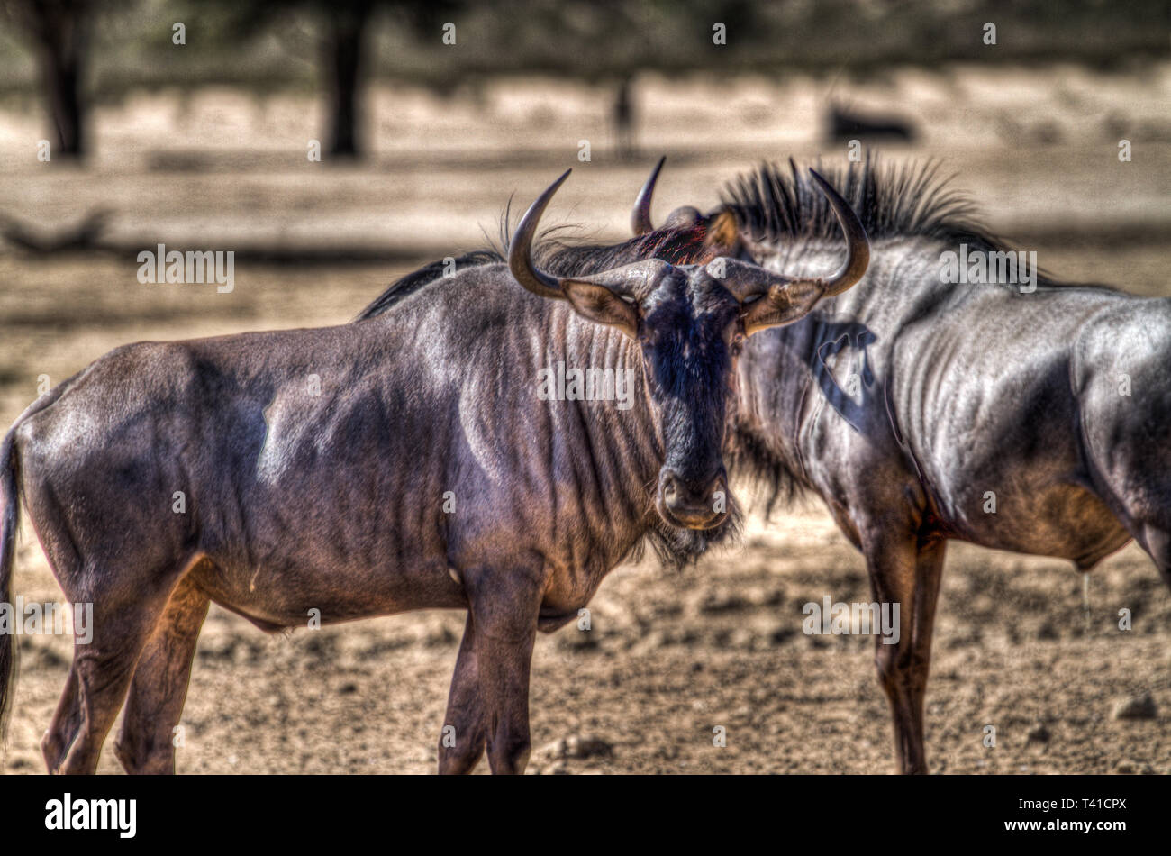 Una coppia di blu GNU Foto Stock
