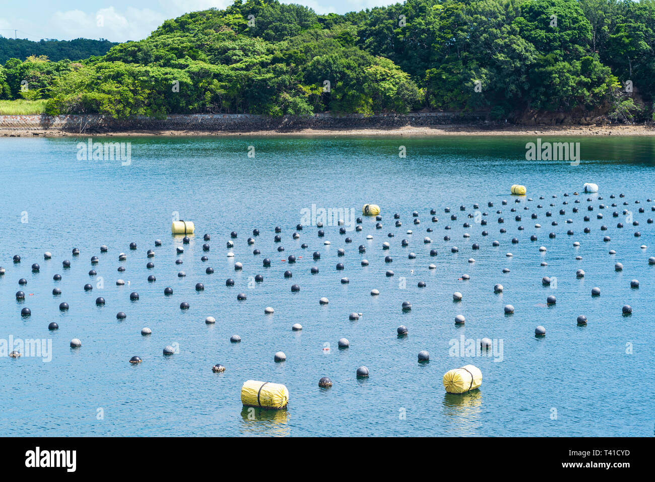 Pearl righe nell'oceano, di produzione e di coltivazione delle perle nell'oceano paesaggio e aqua perla coltivazione agricola Shima Giappone. Foto Stock