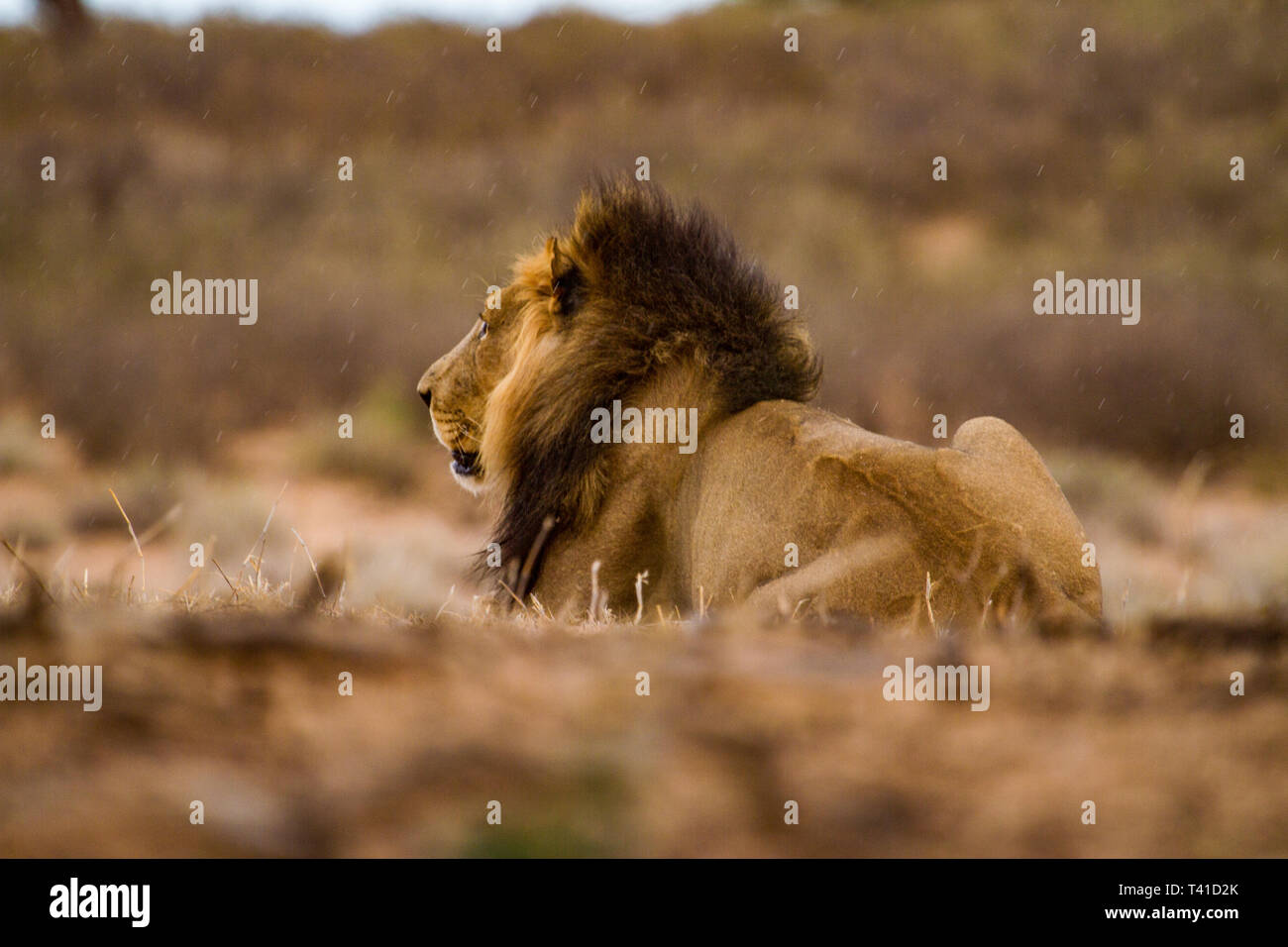 Vista del Nero Maned Lion dal retro Foto Stock