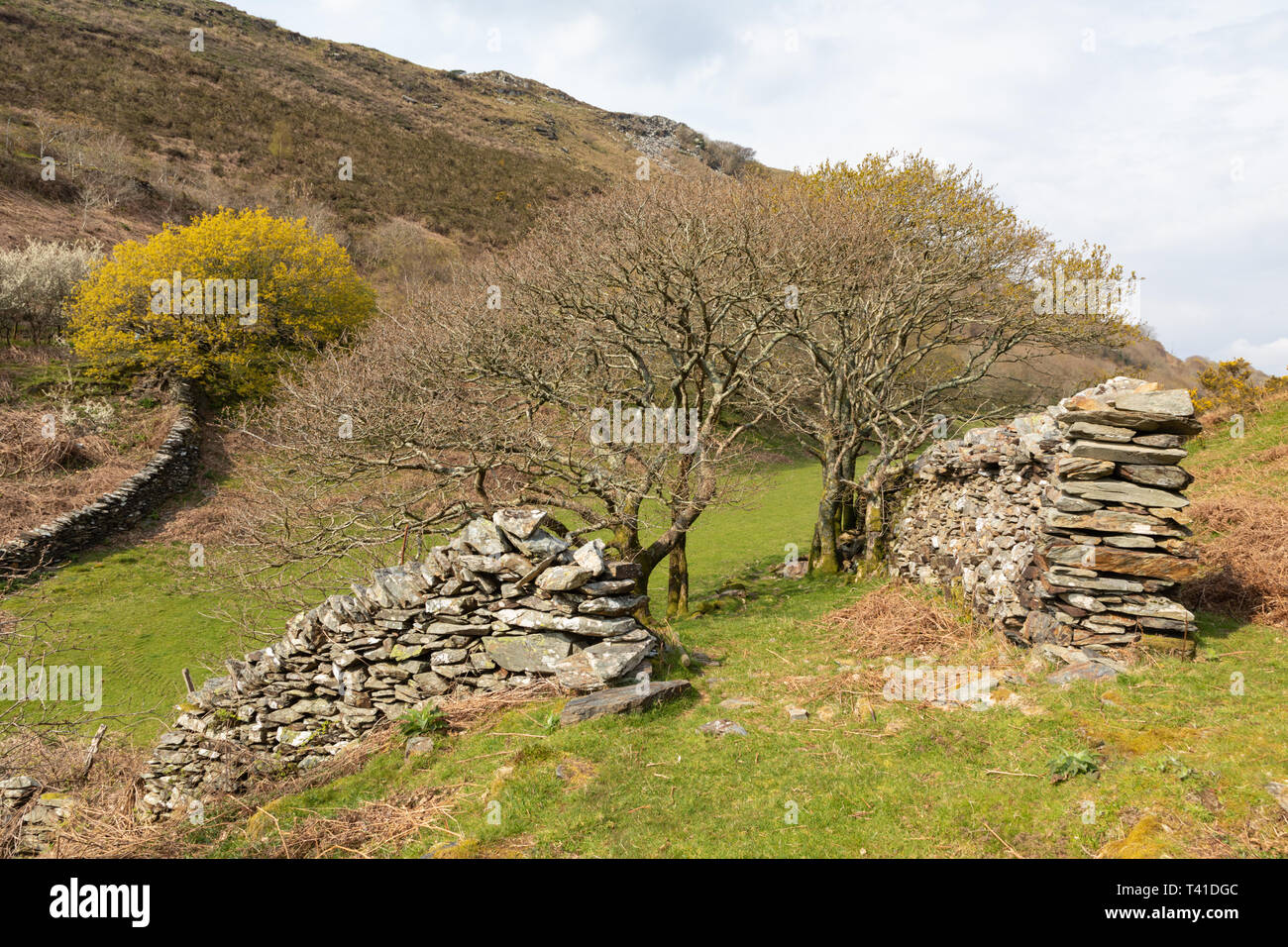 Sul pendio di una collina in Galles, sopra Barmouth, due muri in pietra a secco il fianco di un piccolo gruppo di nodose alberi i cui rami sono mostrando boccioli di primavera. Foto Stock