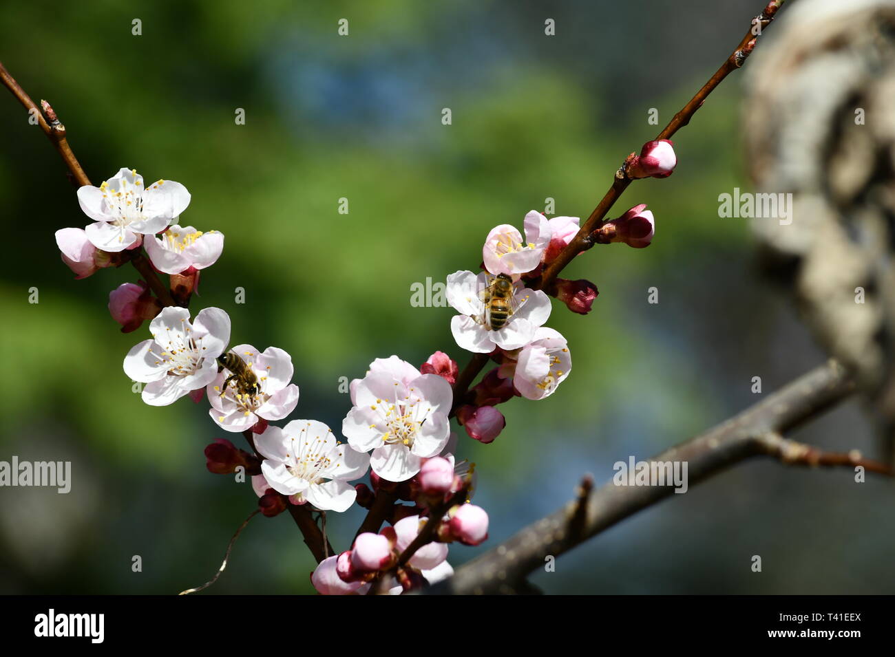 Fiore di Ciliegio stagione - miele api godendo la bevanda dai primi fiori di ciliegio Foto Stock