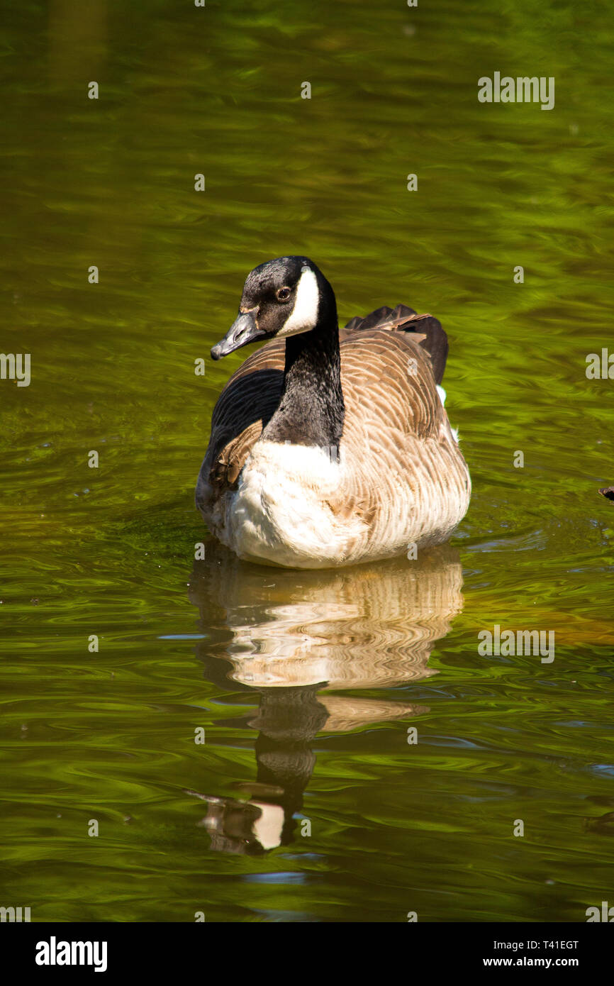 Canada Goose nuoto con la riflessione Foto Stock