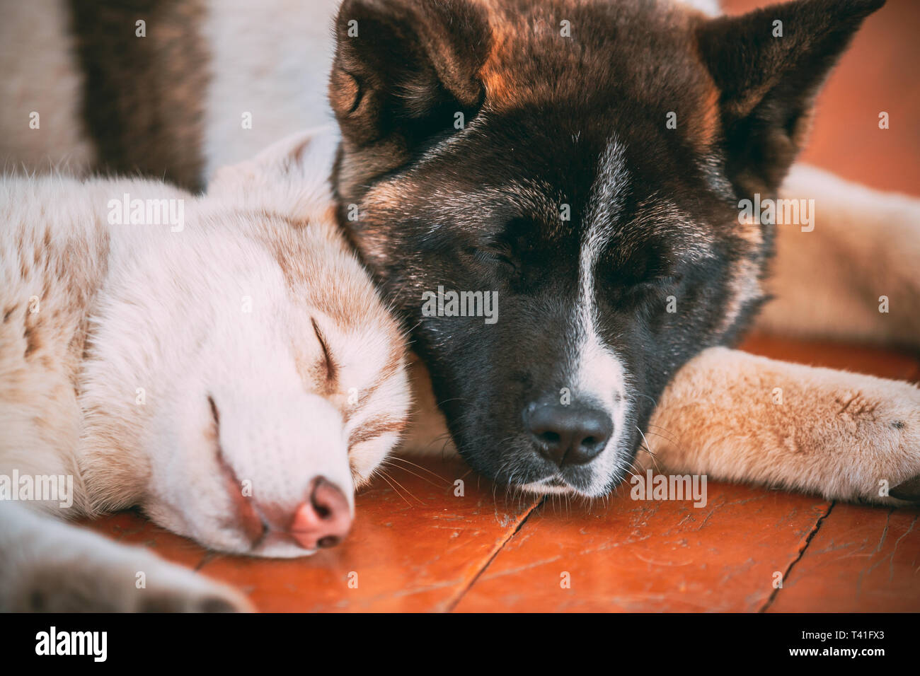 Giovani Husky cucciolo di cane e Akita Americano dormire insieme. Animali domestici Amicizia Foto Stock