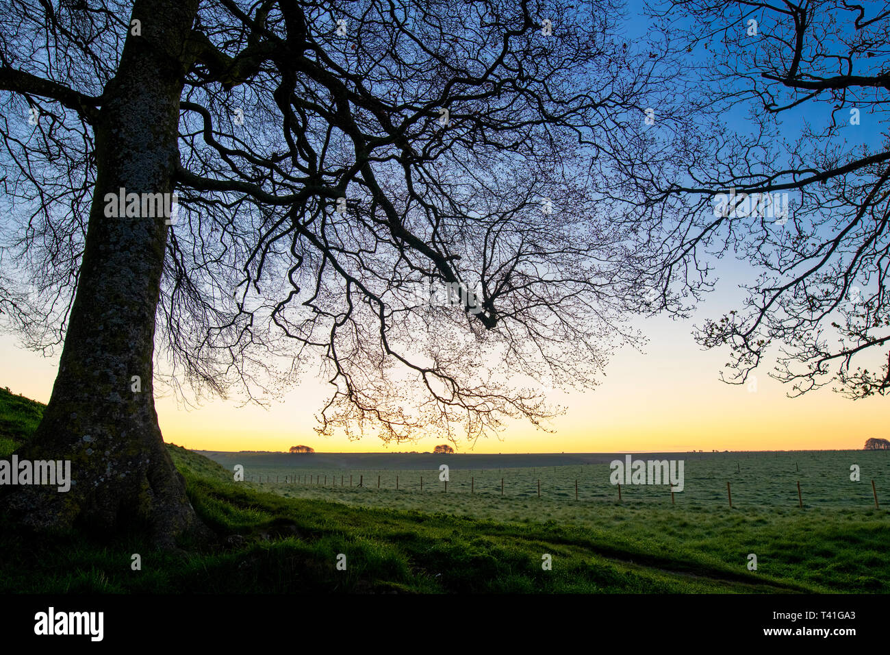 Avebury Stone Circle rame faggi sui bastioni in primavera a sunrise. Avebury, Wiltshire, Inghilterra. Silhouette Foto Stock