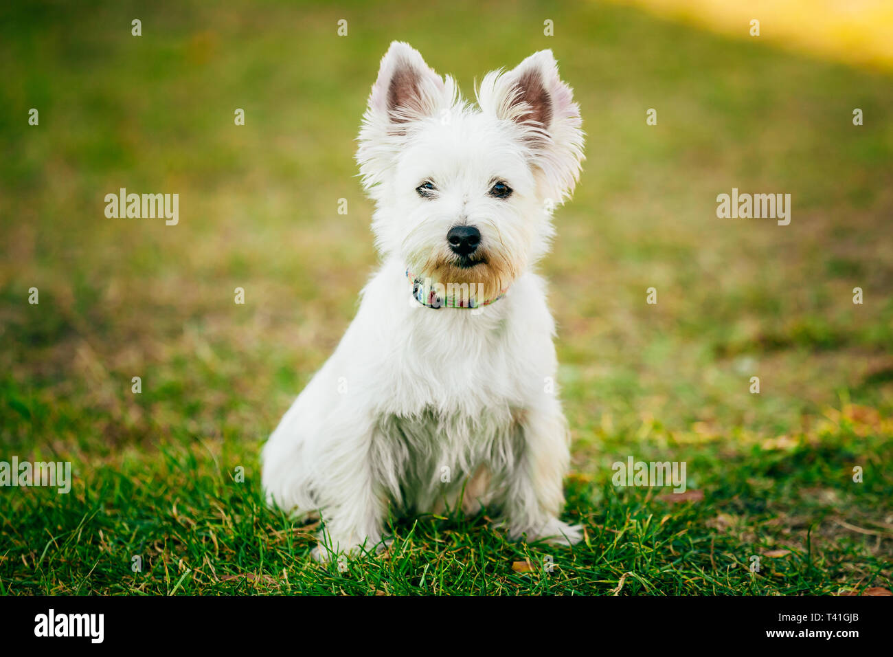 Carino West Highland White Terrier - Westie, Westy Ritratto di cane Foto Stock
