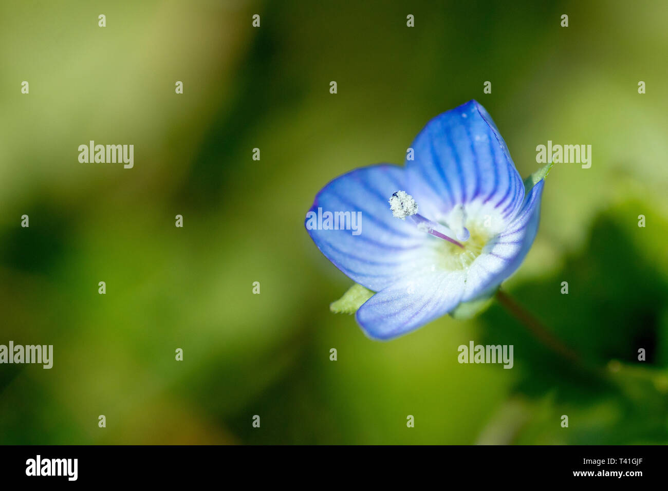 Campo comune-speedwell (veronica persica), primo piano di un singolo fiore con bassa profondità di campo. Foto Stock