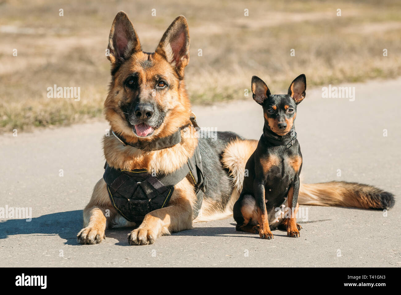 Marrone Sheepdog tedesco alsaziano Cane Lupo e Nero Pinscher miniatura seduta del rullo di estrazione insieme sulla strada Foto Stock